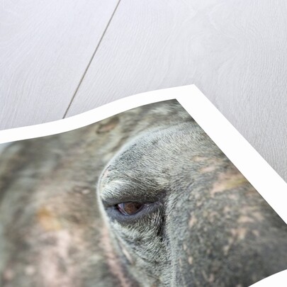 Close-up of Walrus Eye, Hudson Bay, Nunavut, Canada by Anonymous