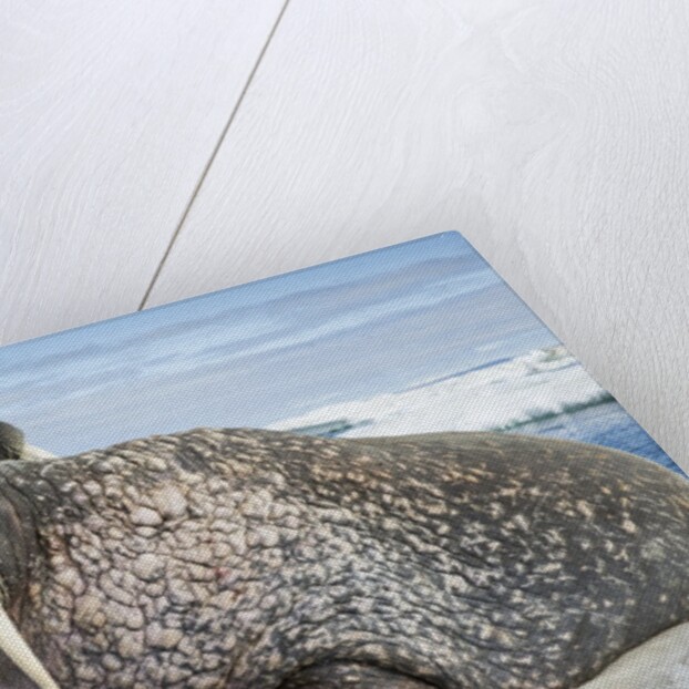 Walrus Resting on Ice in Hudson Bay, Nunavut, Canada by Anonymous