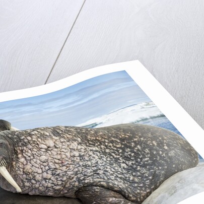 Walrus Resting on Ice in Hudson Bay, Nunavut, Canada by Anonymous