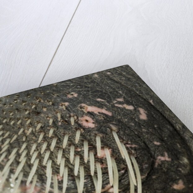 Close-up of Walrus Muzzle, Hudson Bay, Nunavut, Canada by Anonymous