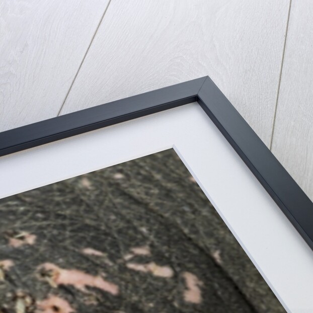 Close-up of Walrus Muzzle, Hudson Bay, Nunavut, Canada by Anonymous