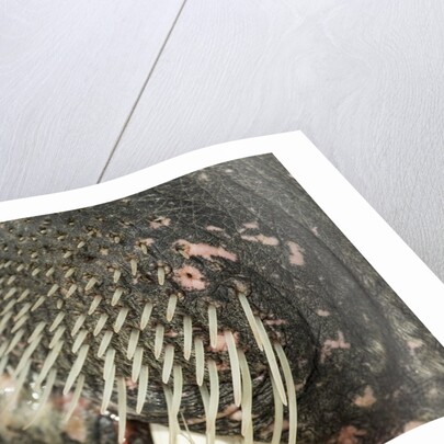 Close-up of Walrus Muzzle, Hudson Bay, Nunavut, Canada by Anonymous