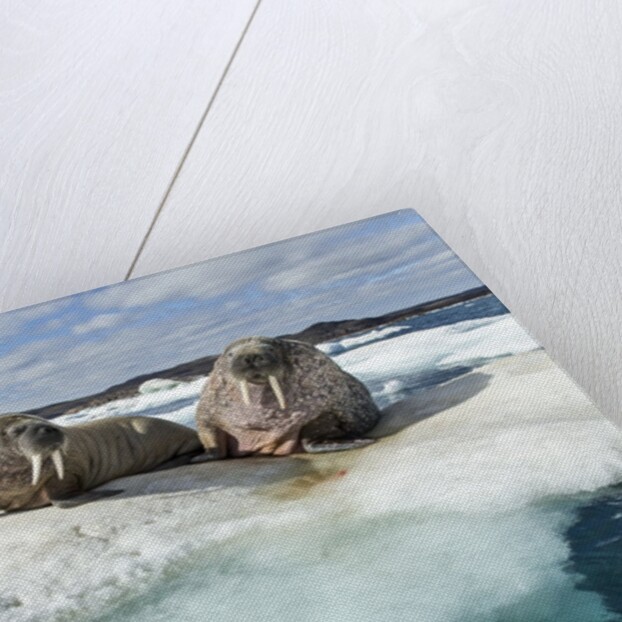 Walrus Resting on Ice in Hudson Bay, Nunavut, Canada by Anonymous