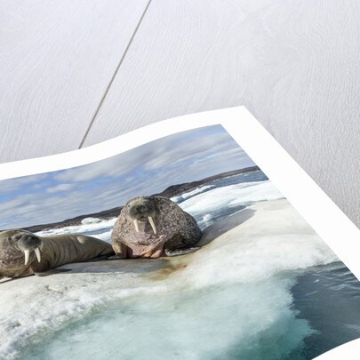 Walrus Resting on Ice in Hudson Bay, Nunavut, Canada by Anonymous