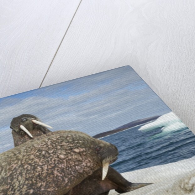 Walrus Resting on Ice in Hudson Bay, Nunavut, Canada by Anonymous