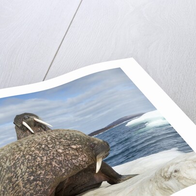 Walrus Resting on Ice in Hudson Bay, Nunavut, Canada by Anonymous