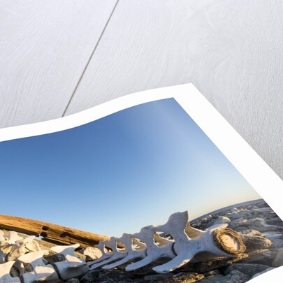 Whalers' Graves, Deadman Island, Nunavut, Canada by Anonymous