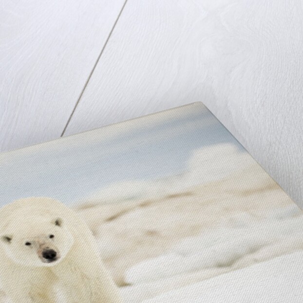 Polar Bear on Hudson Bay Sea Ice, Nunavut Territory, Canada by Anonymous