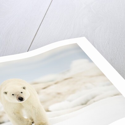 Polar Bear on Hudson Bay Sea Ice, Nunavut Territory, Canada by Anonymous