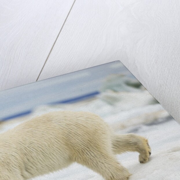 Polar Bear on Hudson Bay Sea Ice, Nunavut Territory, Canada by Anonymous