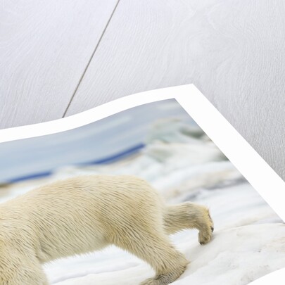 Polar Bear on Hudson Bay Sea Ice, Nunavut Territory, Canada by Anonymous