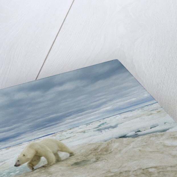 Polar Bear on Hudson Bay Sea Ice, Nunavut Territory, Canada by Anonymous