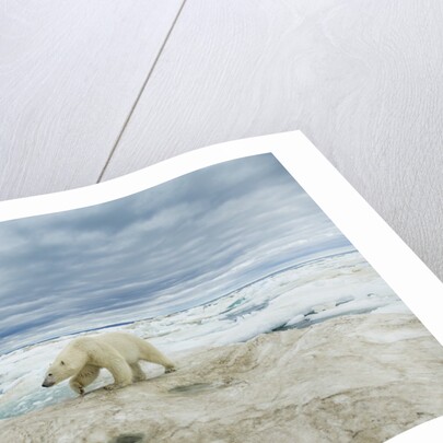 Polar Bear on Hudson Bay Sea Ice, Nunavut Territory, Canada by Anonymous