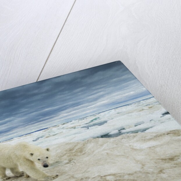 Polar Bear on Hudson Bay Sea Ice, Nunavut Territory, Canada by Anonymous