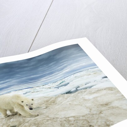 Polar Bear on Hudson Bay Sea Ice, Nunavut Territory, Canada by Anonymous