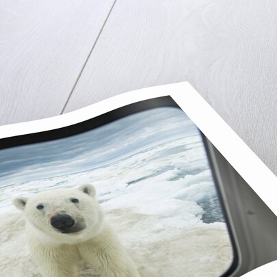 Polar Bear Looking into Boat Window, Nunavut, Canada by Corbis