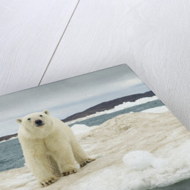 Polar Bear on Hudson Bay Pack Ice, Nunavut, Canada by Anonymous