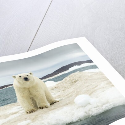 Polar Bear on Hudson Bay Pack Ice, Nunavut, Canada by Anonymous