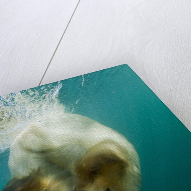 Underwater View of Swimming Polar Bear, Nunavut, Canada by Anonymous