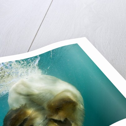 Underwater View of Swimming Polar Bear, Nunavut, Canada by Anonymous