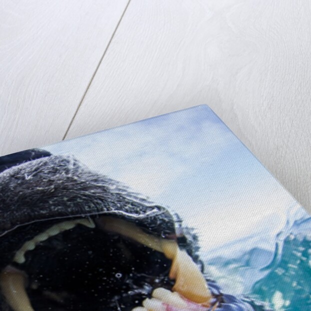 Polar Bear Biting Underwater Camera Dome, Nunavut, Canada by Anonymous