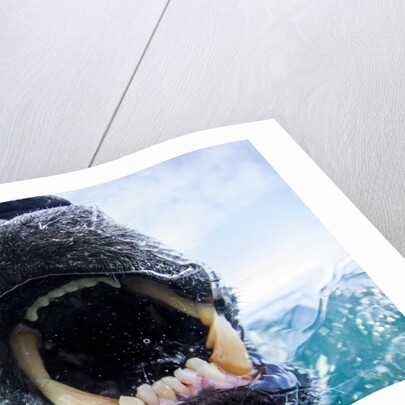 Polar Bear Biting Underwater Camera Dome, Nunavut, Canada by Anonymous