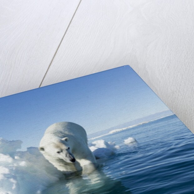 Polar Bear on Iceberg, Hudson Bay, Nunavut, Canada by Anonymous