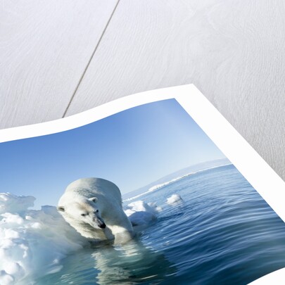 Polar Bear on Iceberg, Hudson Bay, Nunavut, Canada by Anonymous