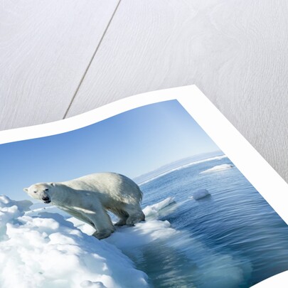 Polar Bear on Iceberg, Hudson Bay, Nunavut, Canada by Anonymous