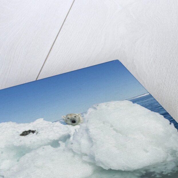 Polar Bear on Iceberg, Hudson Bay, Nunavut, Canada by Anonymous