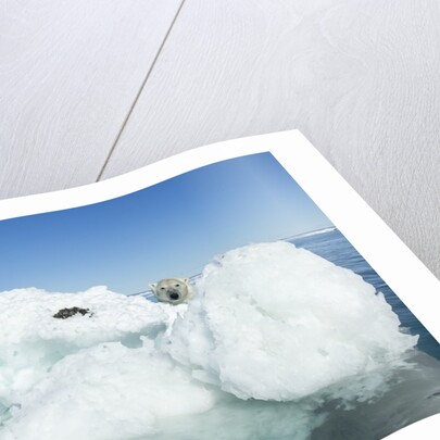 Polar Bear on Iceberg, Hudson Bay, Nunavut, Canada by Anonymous