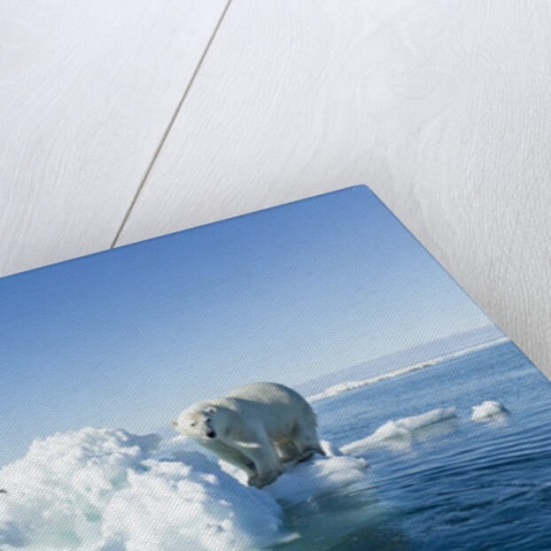 Polar Bear on Iceberg, Hudson Bay, Nunavut, Canada by Anonymous