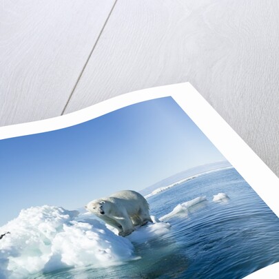 Polar Bear on Iceberg, Hudson Bay, Nunavut, Canada by Anonymous