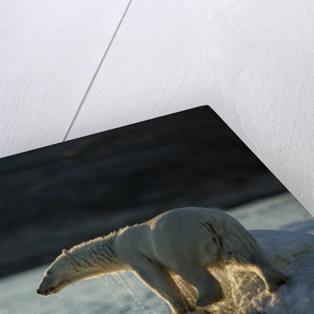 Polar Bear on Iceberg in Hudson Bay, Nunavut, Canada by Anonymous