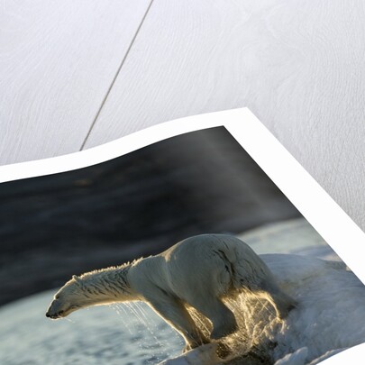 Polar Bear on Iceberg in Hudson Bay, Nunavut, Canada by Anonymous