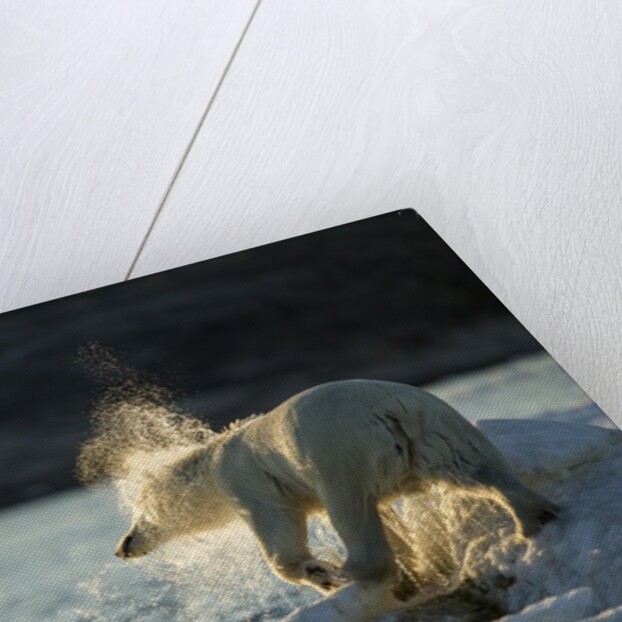 Polar Bear on Iceberg in Hudson Bay, Nunavut, Canada by Anonymous