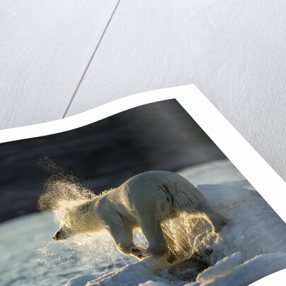 Polar Bear on Iceberg in Hudson Bay, Nunavut, Canada by Anonymous