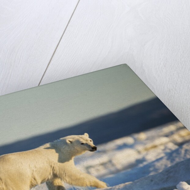 Polar Bear on Sea Ice, Hudson Bay, Nunavut, Canada by Anonymous