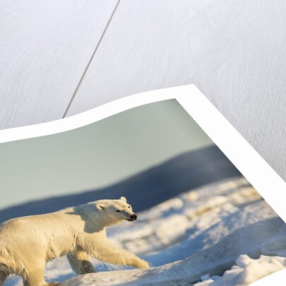 Polar Bear on Sea Ice, Hudson Bay, Nunavut, Canada by Anonymous