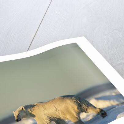 Polar Bear on Sea Ice, Hudson Bay, Nunavut, Canada by Anonymous