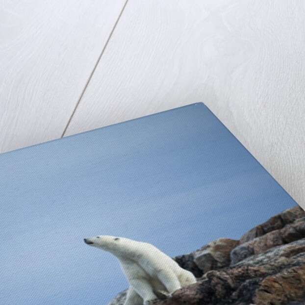 Polar Bear on Harbour Islands, Hudson Bay, Nunavut, Canada by Anonymous