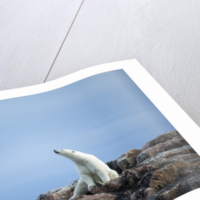 Polar Bear on Harbour Islands, Hudson Bay, Nunavut, Canada by Anonymous
