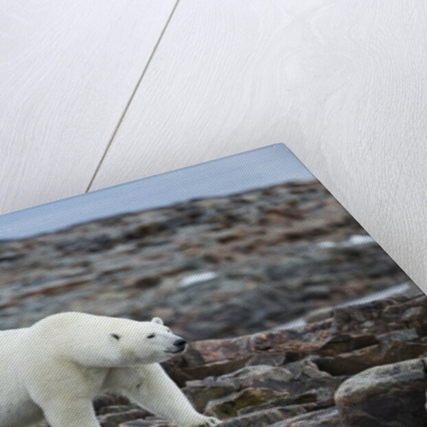 Polar Bear on Harbour Islands, Hudson Bay, Nunavut, Canada by Anonymous