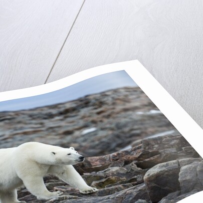 Polar Bear on Harbour Islands, Hudson Bay, Nunavut, Canada by Anonymous