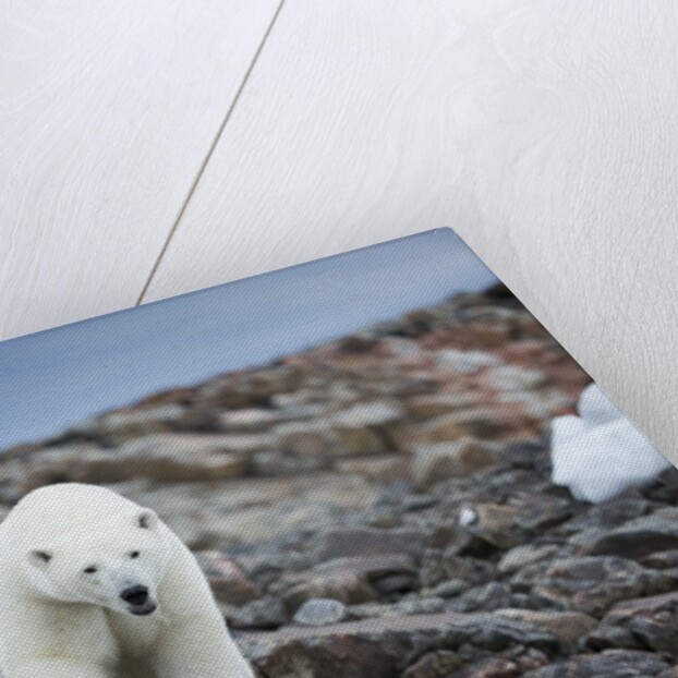 Polar Bear on Harbour Islands, Hudson Bay, Nunavut, Canada by Anonymous