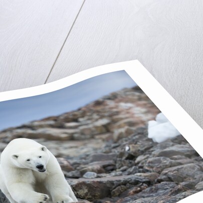 Polar Bear on Harbour Islands, Hudson Bay, Nunavut, Canada by Anonymous