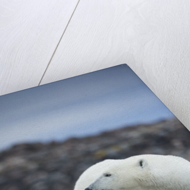 Polar Bear on Harbour Islands, Hudson Bay, Nunavut, Canada by Anonymous