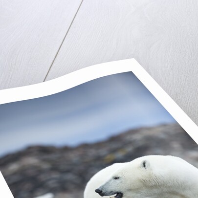 Polar Bear on Harbour Islands, Hudson Bay, Nunavut, Canada by Anonymous