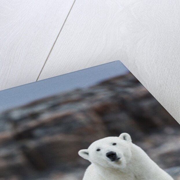 Polar Bear on Harbour Islands, Hudson Bay, Nunavut, Canada by Anonymous