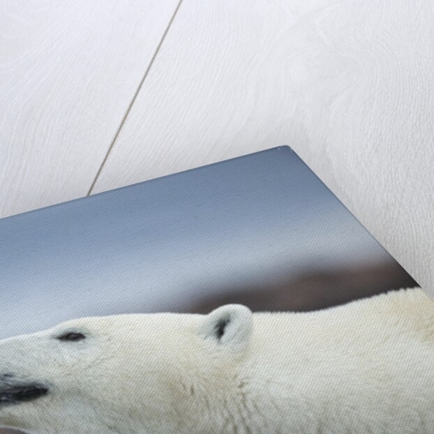 Polar Bear on Harbour Islands, Hudson Bay, Nunavut, Canada by Anonymous